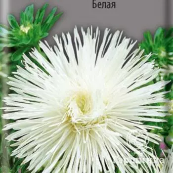 Семена Астра Гигантские лучи Белая 0,3, Поиск