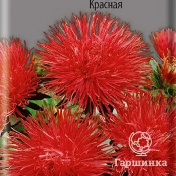 Семена Астра Гигантские лучи Красная 0,3, Поиск