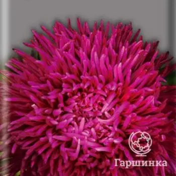 Семена Астра игл Анжелика 0,3, Поиск