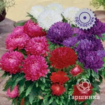 Семена Астра Классик Микс 0,3, Поиск