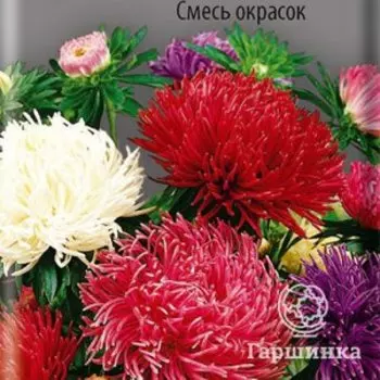 Семена Астра коготковая Смесь окрасок 0,3, Поиск