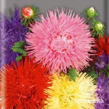 Семена Астра нова Смесь окрасок 0,3, Поиск