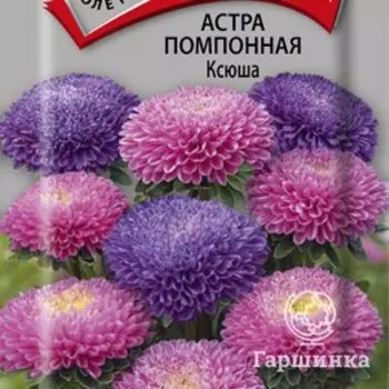 Семена Астра помпонная Ксюша 0,3, Поиск