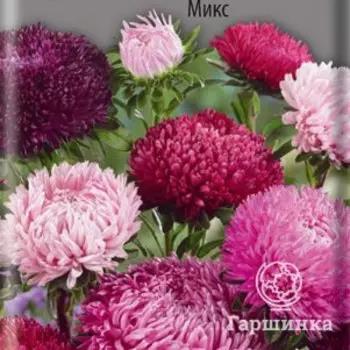 Семена Астра Сиринга Микс 0,2, Поиск