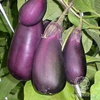 Семена Баклажан Робин Гуд