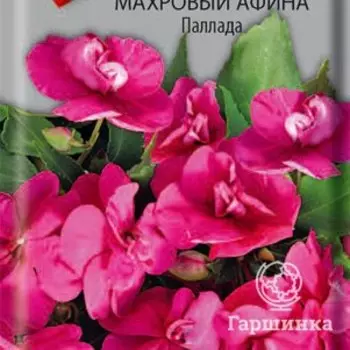 Семена Бальзамин махровый Афина Паллада 5, Поиск