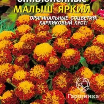 Семена Бархатцы отклоненные Малыш Яркий 30 шт Плазменные семена