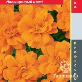 Семена Бархатцы отклоненные (серия Durango) Дюранго Мандарин 10шт Плазменные семена