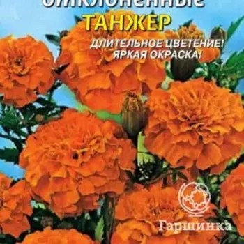 Семена Бархатцы отклоненные Танжер, 45 шт, Плазменные семена