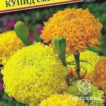 Семена Бархатцы прям.хризантемовид, "Купид" смесь 15 шт, Престиж
