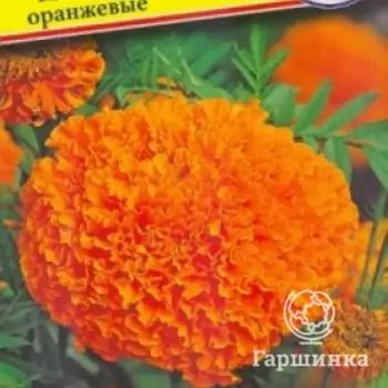 Семена Бархатцы прям. "Прауд Мэри" Оранжевые F1 5 шт, Престиж