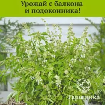 Семена Базилик овощной Свежесть (А) 0,1, Поиск