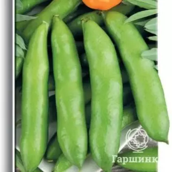 Семена Бобы овощные Белорусские 7, Поиск