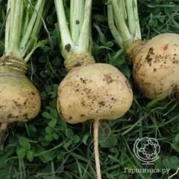 Семена Брюква Светлая мечта