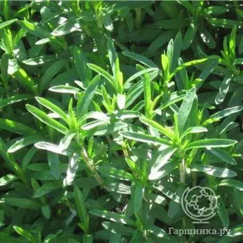 Семена Чабер садовый Лобио