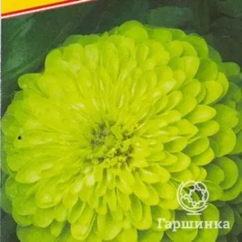 Семена Цинния изящная "Энви" 0,1 гр, Престиж