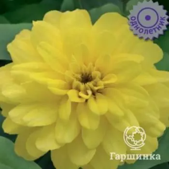 Семена Цинния Захара Дабл Еллоу Импрувд 5, Поиск