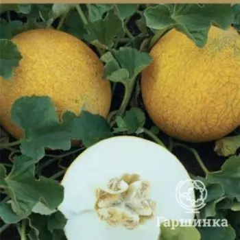 Семена Дыня Фортуна (А) 15, Поиск