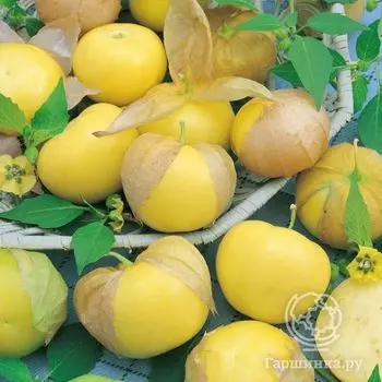 Семена Физалис Королек