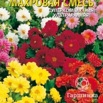 Семена Георгина Бамбино махровая смесь 12 шт Плазменные семена
