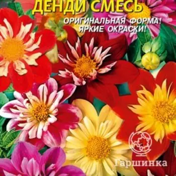 Семена Георгина Денди, 13 шт, Плазменные семена