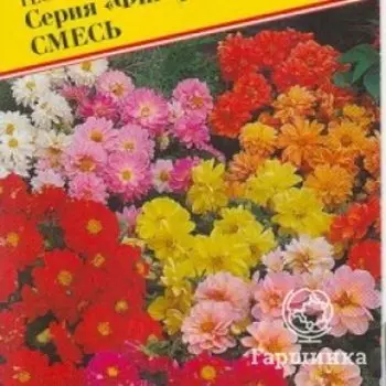 Семена Георгина гибридная "Фигаро" Смесь 7 шт, Престиж