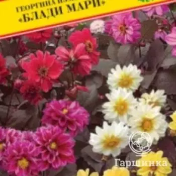 Семена Георгина изменчивая "Блади Мари" 20 шт, Престиж
