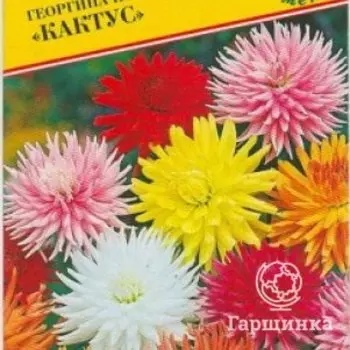 Семена Георгина изменчивая "Кактус" 20 шт, Престиж