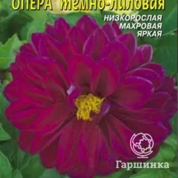 Семена Георгина Опера Тёмно-лиловый 10 шт Плазменные семена
