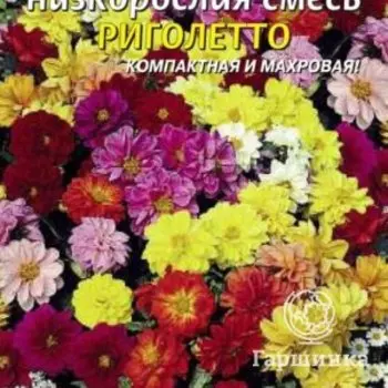 Семена Георгина Риголетто низкорослая смесь 11 шт Плазменные семена