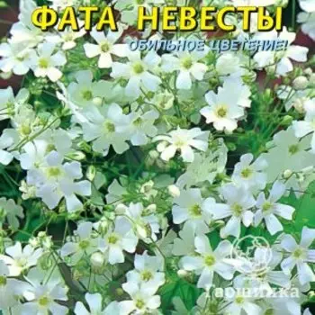 Семена Гипсофила Фата невесты , 0,05г, Плазменные семена