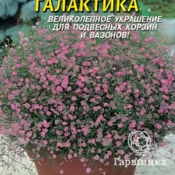 Семена Гипсофила Галактика, 0,005г, Плазменные семена