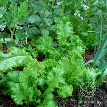 Семена Горчица Бутербродная листовая