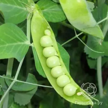 Семена Горох Сладкий стручок 25г