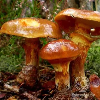 Масленок обыкновенный мицелий