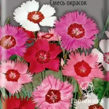 Семена Гвоздика перистая Смесь окрасок 0,3, Поиск