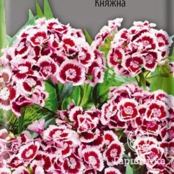 Семена Гвоздика Турецкая Княжна 0,3, Поиск