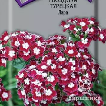 Семена Гвоздика Турецкая Лара 0,3, Поиск