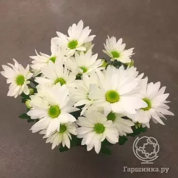 Семена Хризантема Белый Бриз