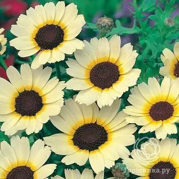 Семена Хризантема Восточная звезда