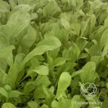 Семена Индау (руккола) Римские каникулы