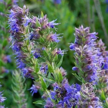 Семена Иссоп Садовый аромат