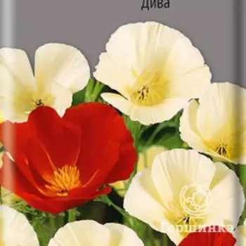 Семена Эшшольция Дива 0,2, Поиск