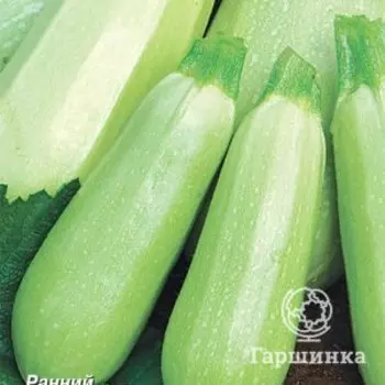 Семена Кабачок Белогор F1 12, Поиск