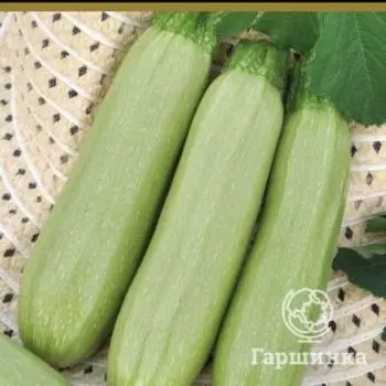 Семена Кабачок Казанова F1 (А) 12, Поиск