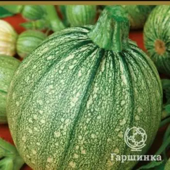 Семена Кабачок Мячик (А) 12, Поиск