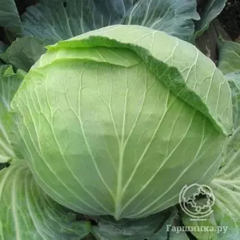 Семена Капуста б/к Подарок ХИТ х3