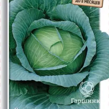 Семена Капуста белокочанная Зимовка 1474 0,5, Поиск