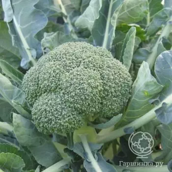 Семена Капуста брокколи Фиеста F1