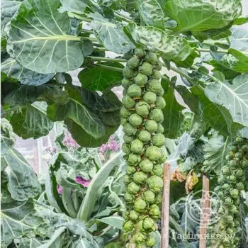 Семена Капуста брюссел. Командор Заморозь! 0.2гр